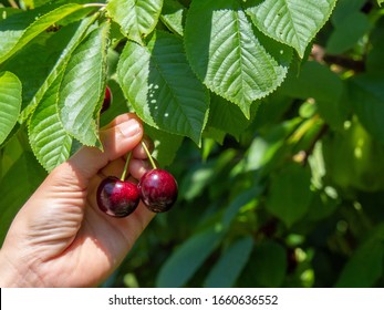 Picking Sweetheart Cherry In Cromwell, New Zealand