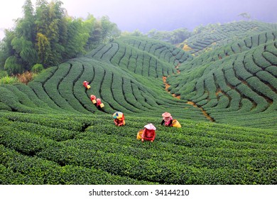 Picking Tea