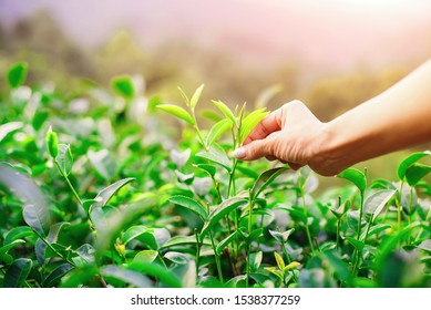 picking tip of green tea leaf by human hand on tea plantation hill during early morning at Choui Fong Tea Plantation, Chiang Rai, Thailand. - Image