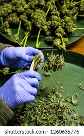 Picking And Trimming Marijuana Bud, Cannabis Harvest On The Pot Farm 