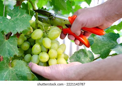 Picking white handmade grapes in countryside. Harvesting with secateurs - Shutterstock ID 2221143787