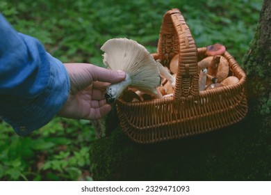 picking wild edible fungus in forest. Hand hold mushroom and basket full of mushrooms close up on abstract natural background. harvest season, picking fungi. wild Forest aesthetics. lifestyle