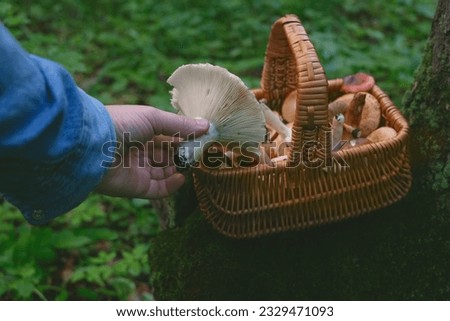 picking wild edible fungus in forest. Hand hold mushroom and basket full of mushrooms close up on abstract natural background. harvest season, picking fungi. wild Forest aesthetics. lifestyle