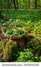 Picking wild garlic (allium ursinum) in forest. Wild garlic, ramson, cowleekes, buckrams, wood garlic, bear leek plants grow in a wood
