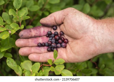 Picking Wild Huckleberries In Idaho