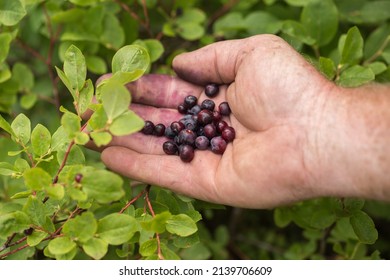 Picking Wild Huckleberries In Idaho