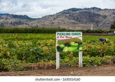 PICKLING CUKES And Dill Weeds Fields Sign, Farm Worker Picking The Crop In The Background, Okanagan Valley, British Columbia, Canada