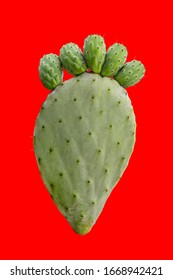 Pickly pear green opuntia cactus paw with fingers isolted on bright red background. Barbed painful feet disease concept