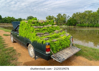 A Pickup Car Carries The Rice Sapling, Prepare And Stand By For Transplant Rice Seedling In Paddy Field., Thailand.