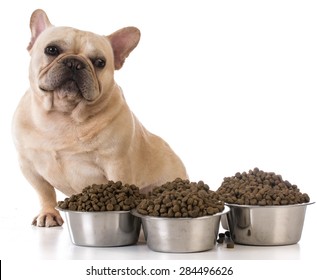 Picky Eater - French Bulldog Refusing To Eat On White Background