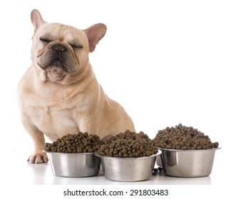 Picky Eater - French Bulldog Refusing To Eat On White Background