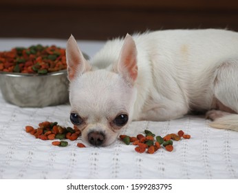 Picky Eater , White Short Hair Chihuahua Dog Lying Down On White Cloth ,looking At Camera And Refuse To Eat Dog Food Around Her.dog Bored Of Dog Food.