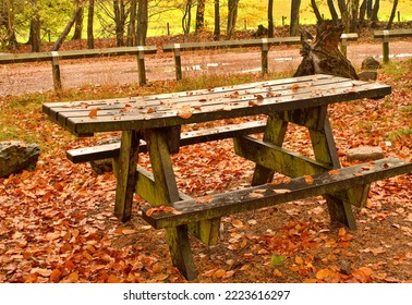 Picnic Bench With No People Wet With Rain In Autumn Colours 