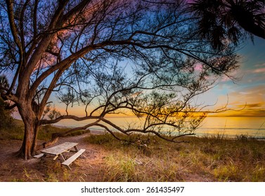 Picnic Bench Under Tree On Manasota Key