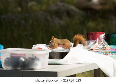 Picnic Pest - Pesky Squirrel On The Picnic Table