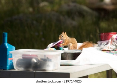 Picnic Pest - Pesky Squirrel On The Picnic Table