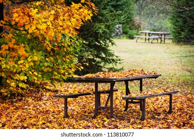 Picnic Table Covered With Colorful Fall Leaves, Algonquin Park, Canada.