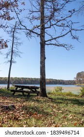 A Picnic Table Under A Tree Near Pinewoods Lake In Mark Twain National Forest