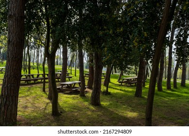 Picnic Tables On The Grass In The Shade Of Trees And Seagulls Wandering Among Them In Istanbul Emirgan Park.