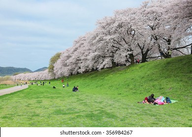 A picnic under beautiful cherry blossoms (sakura namiki) on the meadows by Sewaritei river bank in Yawatashi, Kyoto ~Sakura Hanami (admiring cherry blossoms) is a traditional leisure activity in Japan