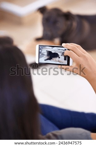 Pics of my pooch. Hands, phone and picture of dog in home, social media and post on internet to capture moment. Person, pet care and animal for blog or camera app for photography,.