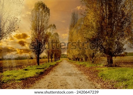 Pictorial landscape of Country road among rows of trees poplar cypresses with rays of setting sun in autumn colours under a colourful cloudy sky, Landscape of the Italian Po Valley countryside