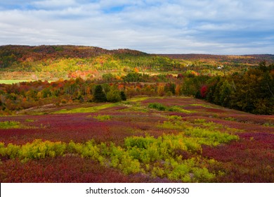 Pictou County Blueberry Field And Mixed Hardwood Forest Hills In Stunning Fall Colors, Nova Scotia, NS, Canada