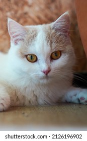 Picture Of An Adult Cat, White Scotish Fold, Looking At The Photographer With Determined Eyes.