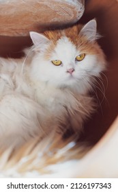 Picture Of An Adult Cat, White Scotish Fold, Looking At The Photographer With Determined Eyes.