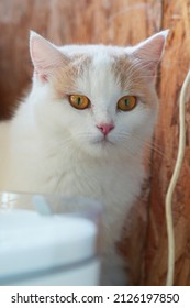 Picture Of An Adult Cat, White Scotish Fold, Looking At The Photographer With Determined Eyes.