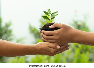picture of an adult's hand was reaching out to receive plant pot with green saplings.from the hand of kid handing it over The concept of planting forests, green world with our hands green environment 
