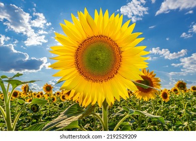 A picture of an advertisement for sunflower and vegetable oil. Sunflower fields and meadows. Backgrounds  and screensavers with large blooming sunflower buds with the rays of the sun. Sunflower seeds - Shutterstock ID 2192529209