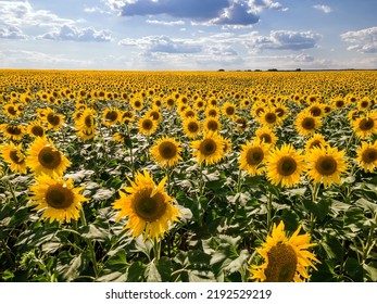 A picture of an advertisement for sunflower and vegetable oil. Sunflower fields and meadows. Backgrounds  and screensavers with large blooming sunflower buds with the rays of the sun. Sunflower seeds - Shutterstock ID 2192529219