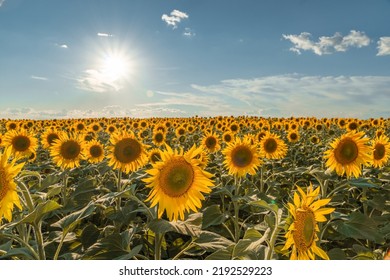A picture of an advertisement for sunflower and vegetable oil. Sunflower fields and meadows. Backgrounds  and screensavers with large blooming sunflower buds with the rays of the sun. Sunflower seeds - Shutterstock ID 2192529223