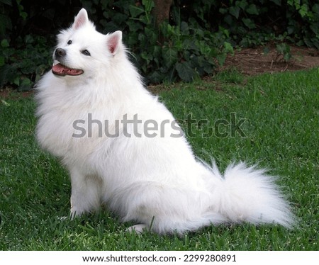 picture of an American Eskimo Dog