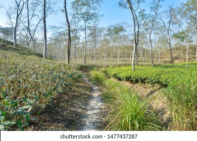 Picture Of The Assam Tea Estate A Landscape Photograph Of Assam Tea In Hill Area