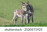 A picture of a baby donkey  being cuddled by its mother,  green background, low-angle, copy space,  16:9