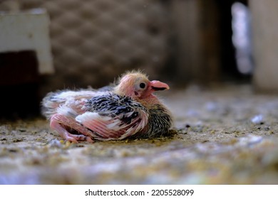 A Picture Of A Baby Pigeon Hatched.