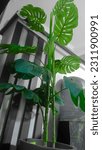 Picture background of Green Monstera Plant (Rondo Bolong) in the living room.