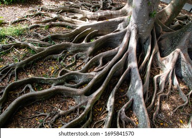 Picture of a banyan tree