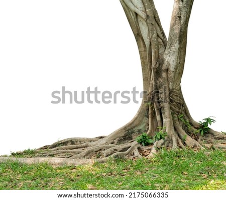 Picture of a banyan tree with large roots and tall stems cut off the background against a white background.