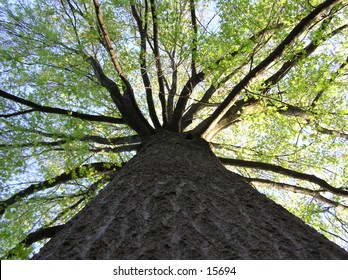 a picture from the base of a maple tree looking upwards, with the sun just behind the tree