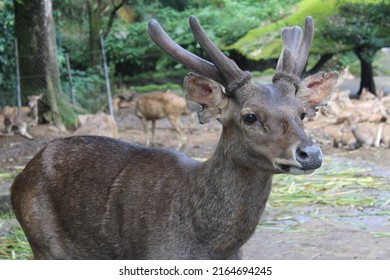 A Picture Of A Bawean Deer