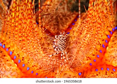 A Picture Of A Beautiful Adams' Urchin Crab In A Sea Urchin