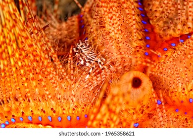 A Picture Of A Beautiful Adams' Urchin Crab In A Sea Urchin