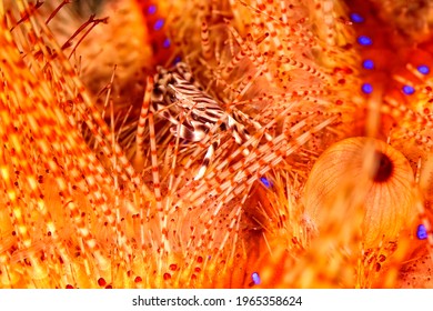 A Picture Of A Beautiful Adams' Urchin Crab In A Sea Urchin