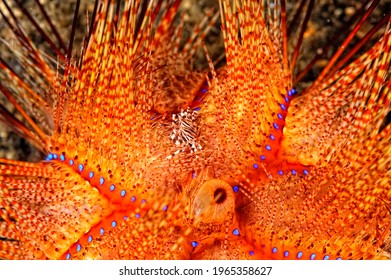 A Picture Of A Beautiful Adams' Urchin Crab In A Sea Urchin