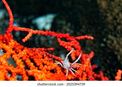 A Picture Of A Beautiful Adams' Urchin Crab In A Sea Urchin