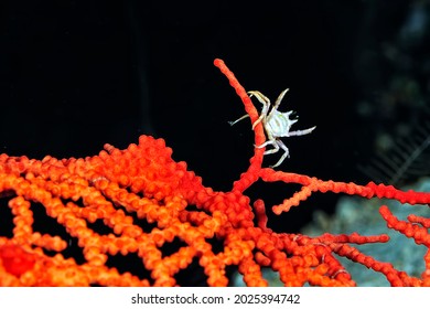 A Picture Of A Beautiful Adams' Urchin Crab In A Sea Urchin