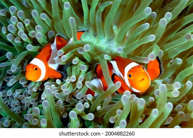 A Picture Of A Beautiful Anemone And It's Clown Fish